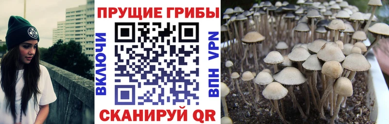 хочу   Петров Вал  Галлюциногенные грибы GOLDEN TEACHER 